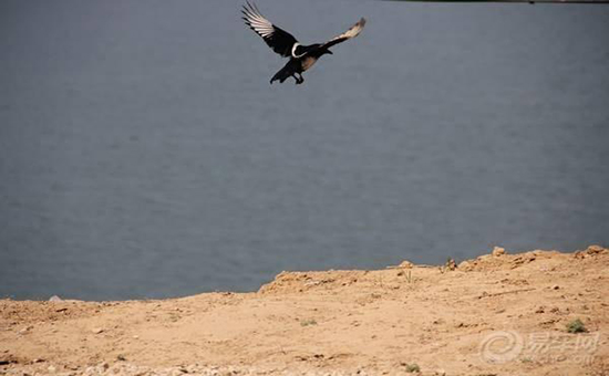 隔夜金价大幅反弹回归涨势!今日工行、建行纸