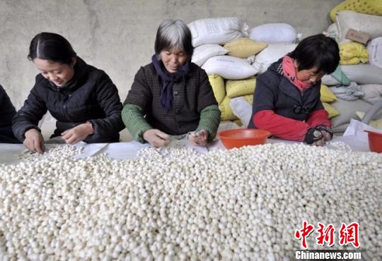 甘肃陇南市中药材种植面积达108.1万亩 产值21.56亿元