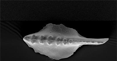 在美国怀俄明州采集的牙形刺化石电子显微镜扫描图。 图片来源：美国物理学家组织网