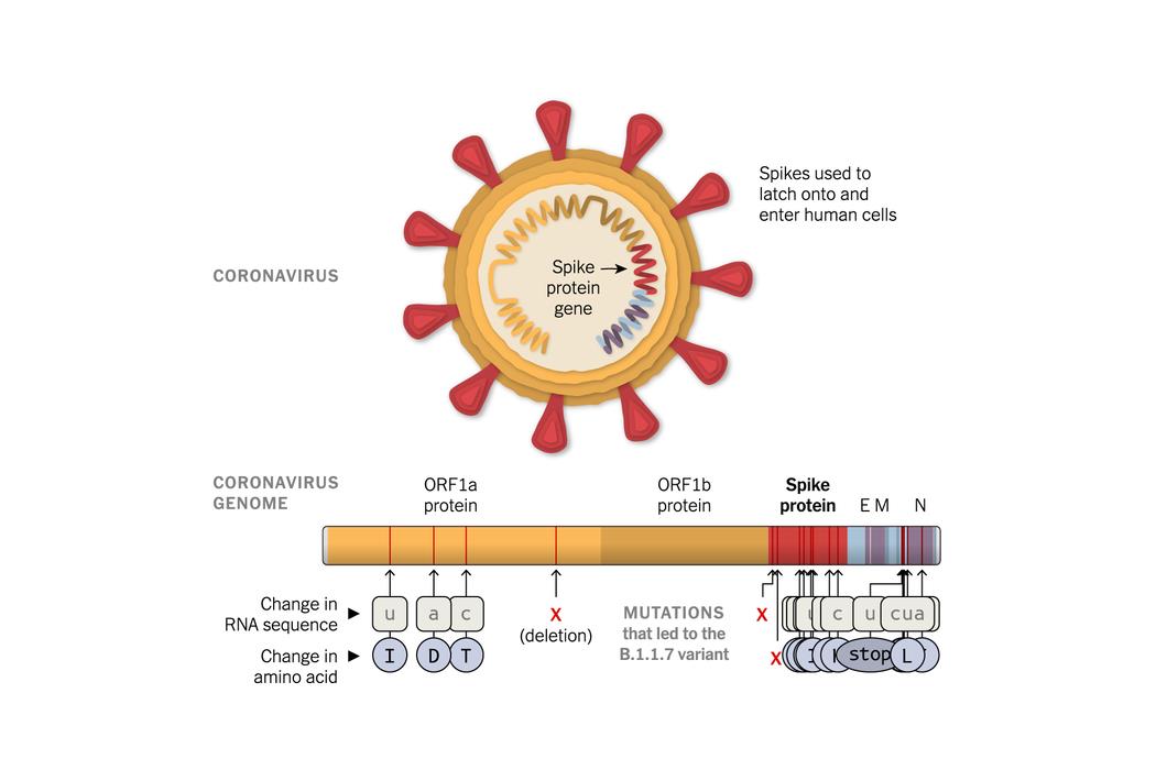 b.1.1.7新冠变种病毒示意图(图片来源:《纽约时报》)