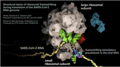 新冠病毒控制核糖体“移码”过程的三维模型。图片来源：克罗地亚《晚报》网站