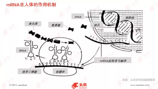 新冠疫情不休mrna技术步入快车道