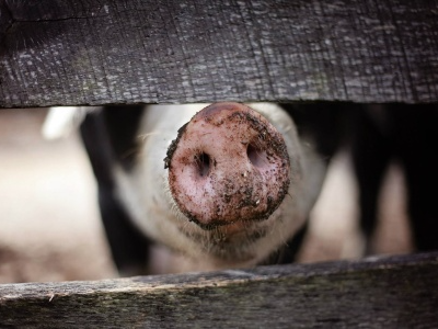 國元證券：逆勢的豬周期，豬價可能在醞釀一輪超級行情