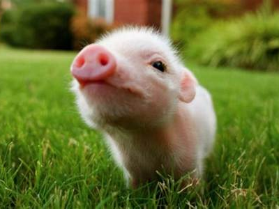 传发改委将召开生猪供需与价格形势会，透露了什么信号？