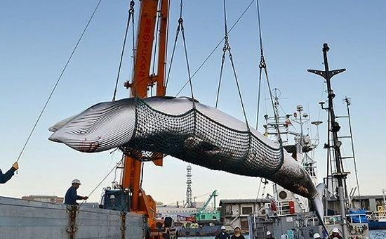 血腥大屠杀归来! 日本打算退出国际捕鲸委员会 30年后重启商业捕鲸