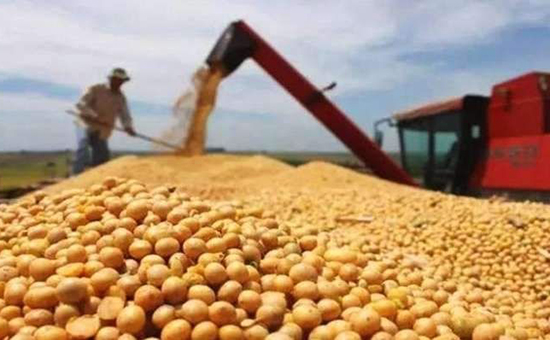 巴西大豆播种量暴涨！中国进口量骤减“蹂躏”豆价 日本趁机“捡漏”？