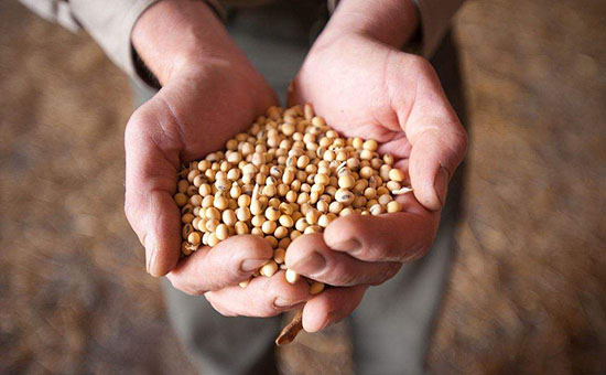 大豆.jpg