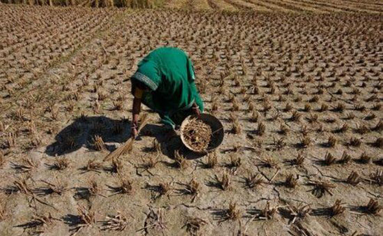 1659409335804334.jpg 粮食.jpg