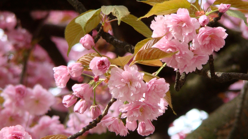 flowers-28.jpg